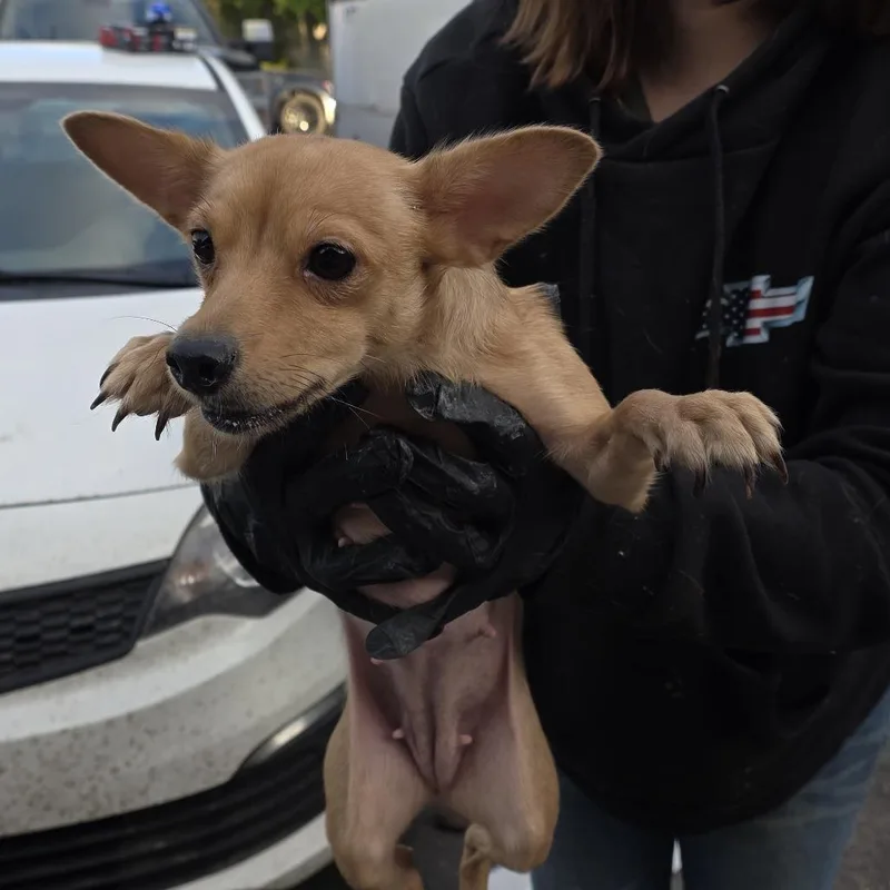 A young small-sized female Yellow / Tan / Blond / Fawn Mixed Breed dog named Rosemary for adoption in Klamath Falls, OR
