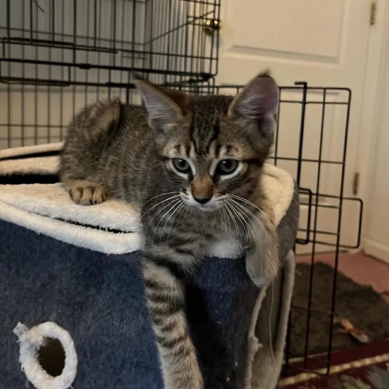 A baby small-sized male Brown / Chocolate Domestic Short Hair cat named Leo for adoption in Escondido, CA