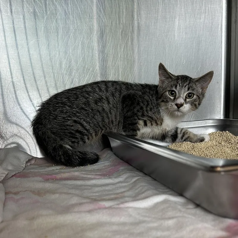 A baby small-sized male Gray / Blue / Silver Domestic Short Hair cat named Ham for adoption in Asheville, NC