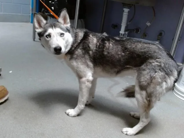 An adult medium-sized female Husky dog named Freya for adoption in Albuquerque, NM
