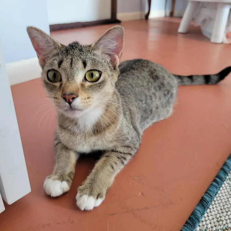 A young medium-sized female Buff / Tan / Fawn Domestic Short Hair cat named Orchid for adoption in Englewood, FL