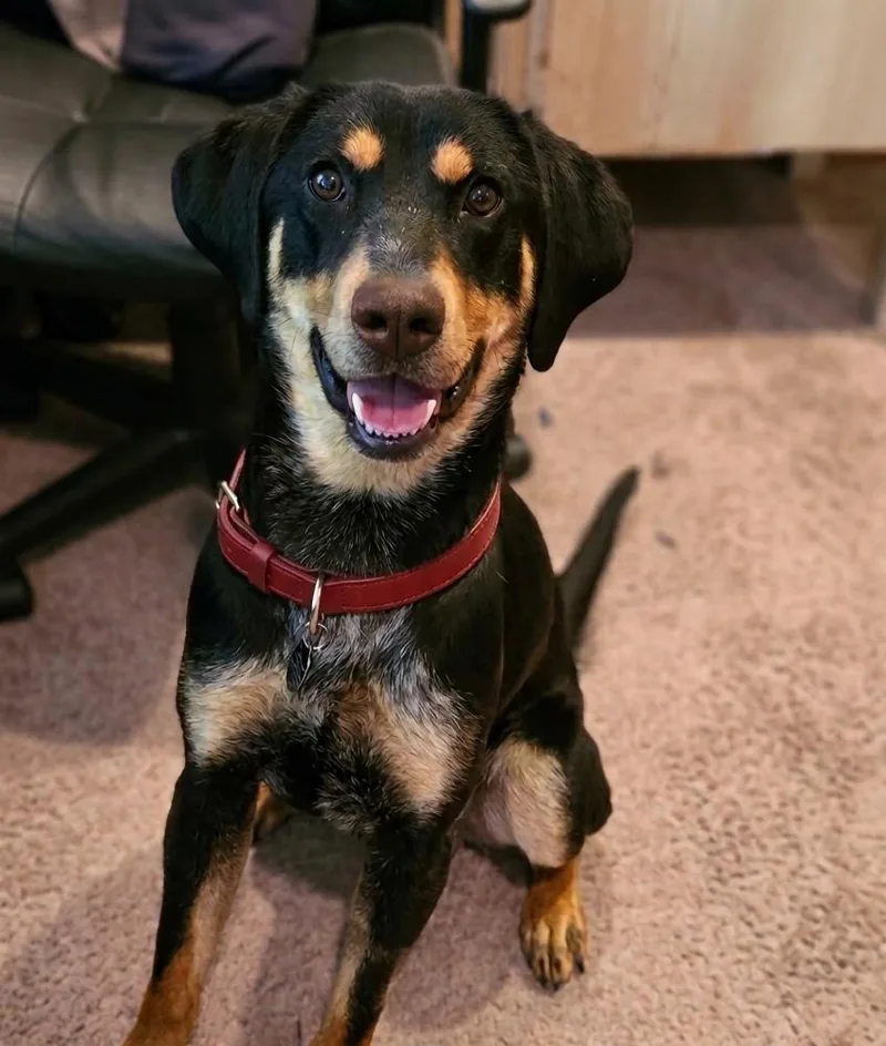 A young medium-sized male Hound dog named Jack Jack for adoption in Roswell, GA