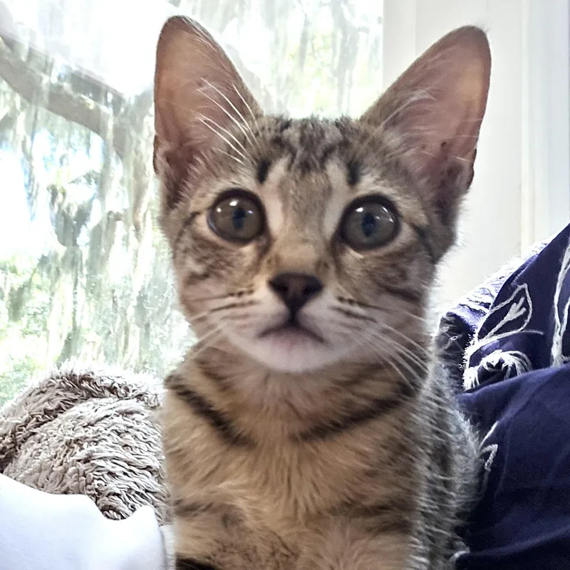 A baby small-sized female Tabby (Buff / Tan / Fawn) Domestic Short Hair cat named Ava for adoption in Beaufort, SC