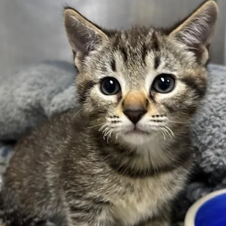 A baby medium-sized male Black Domestic Short Hair cat named Orzo for adoption in Allegan, MI