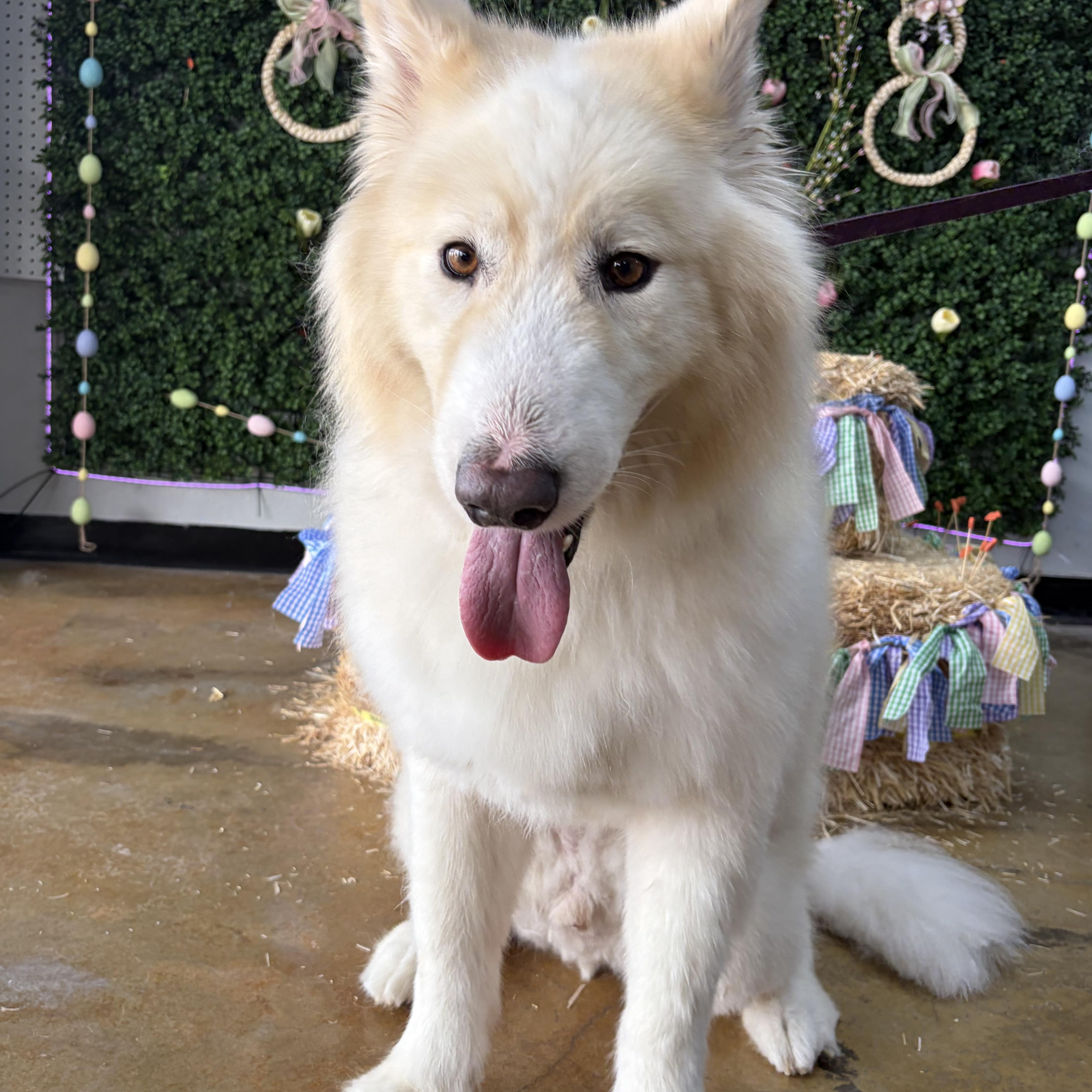 An adult large-sized male White / Cream Samoyed dog named Kadabra for adoption in Cibolo, TX