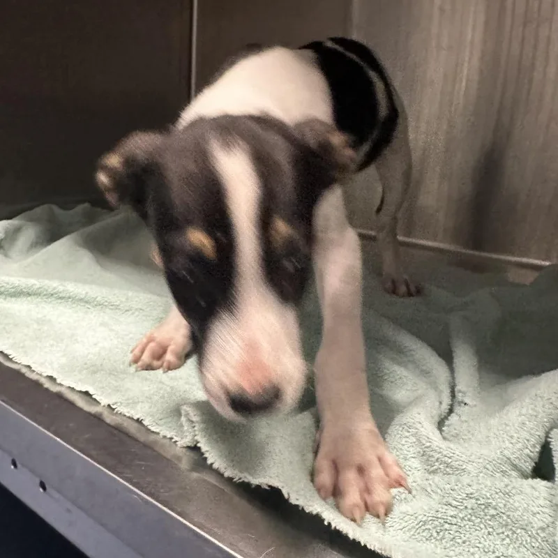 A baby small-sized male White / Cream Mixed Breed dog named Madden for adoption in Greensboro, NC