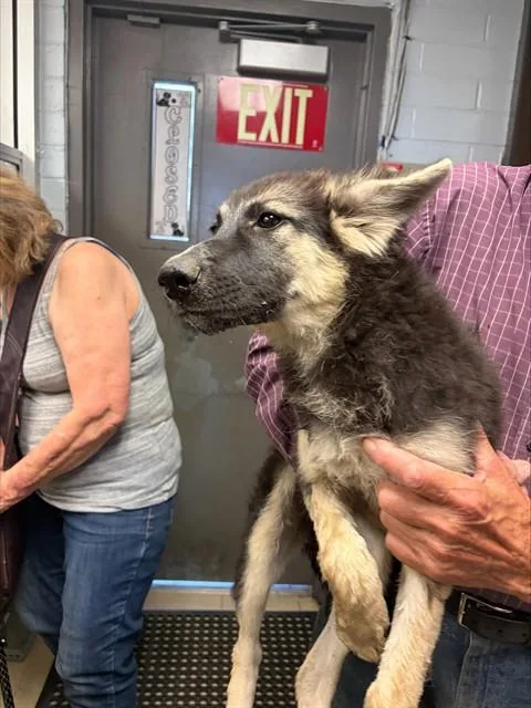 A baby small-sized female German Shepherd Dog dog named Leela for adoption in Stockton, CA