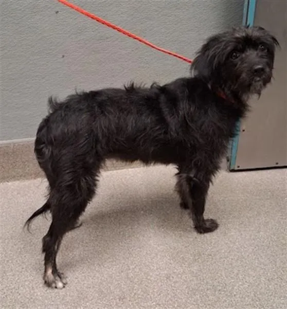 A young medium-sized female Terrier dog named Sassy for adoption in Las Vegas, NV