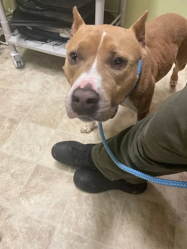 An adult large-sized female Brown / Chocolate Mixed Breed dog named Amalthea for adoption in Cincinnati, OH
