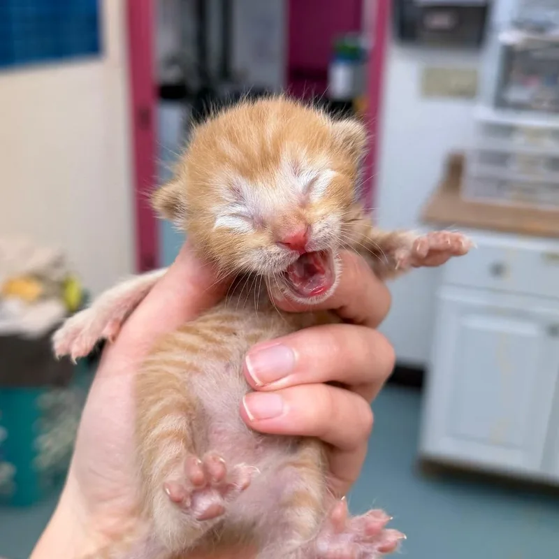 A baby small-sized male Orange / Red Domestic Short Hair cat named Lost Pines for adoption in Austin, TX