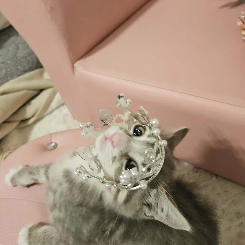 A baby small-sized female Domestic Short Hair cat named Mcmuffin for adoption in tucson, AZ