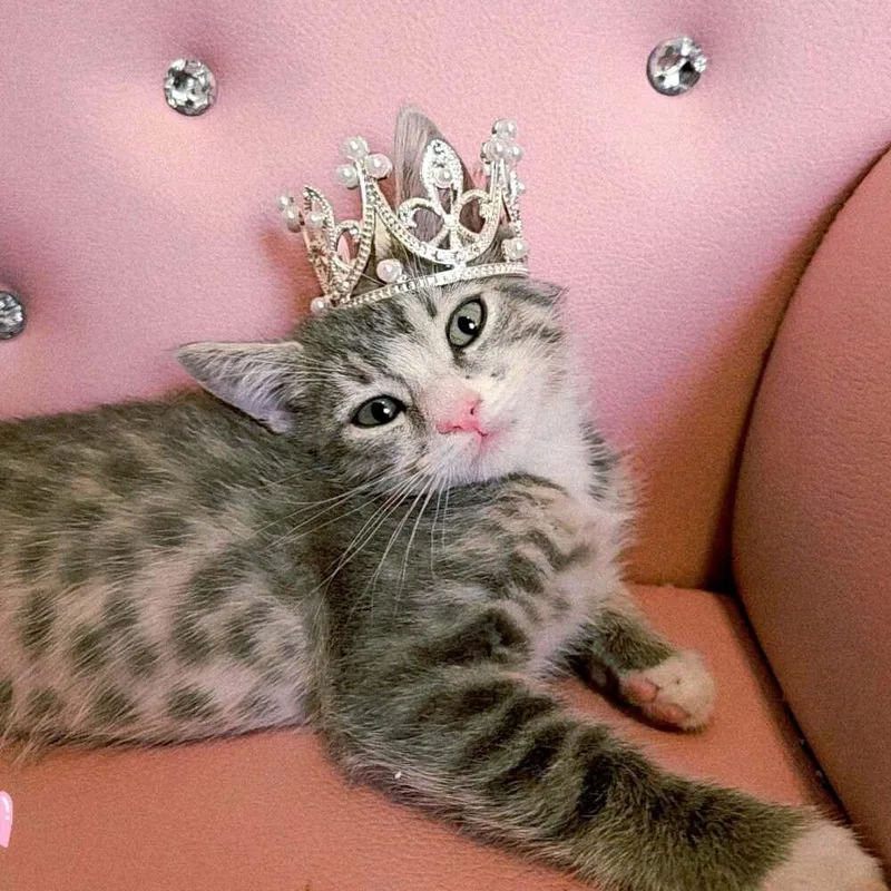 Mcmuffin thumbnail 2