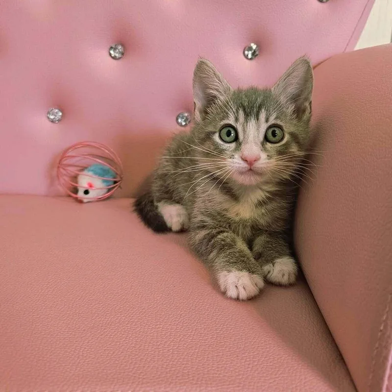 Mcmuffin thumbnail 3