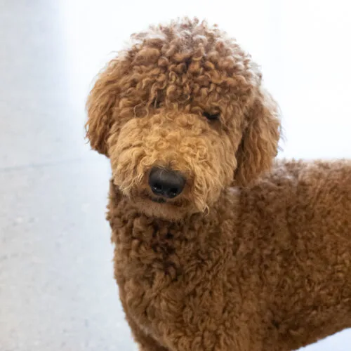 A young medium-sized male Golden Standard Poodle dog named Paddington for adoption in Phoenix, AZ