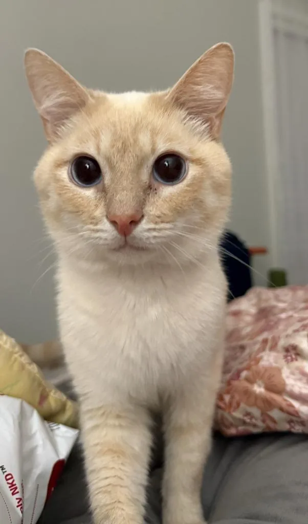A young medium-sized male Domestic Short Hair cat named Ducky for adoption in Hoover , AL