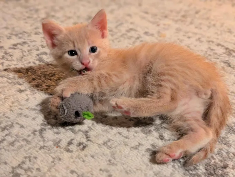 A baby medium-sized male Domestic Short Hair cat named Jones for adoption in San Antonio, TX