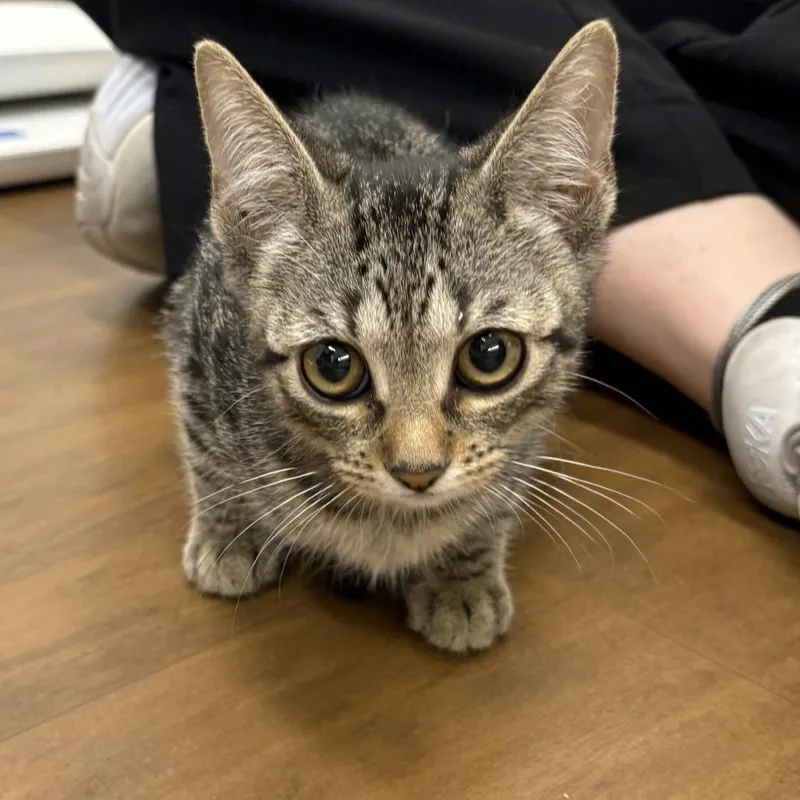 A baby small-sized female Brown / Chocolate Domestic Short Hair cat named Cheeto Puff for adoption in Beaumont, TX