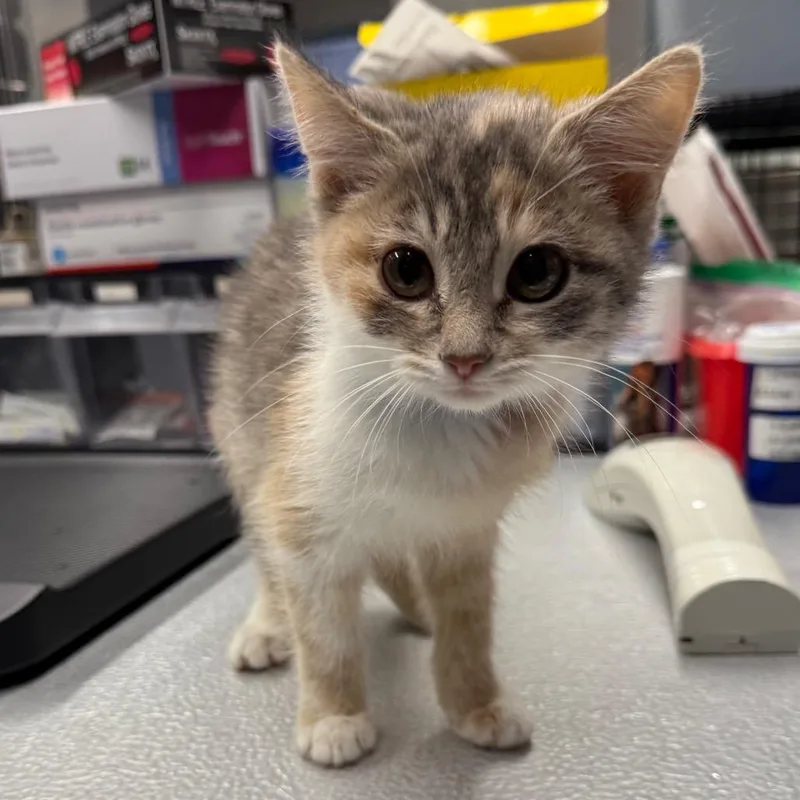 A baby small-sized female Tortoiseshell Domestic Medium Hair cat named "ChaCha" for adoption in Spokane, WA