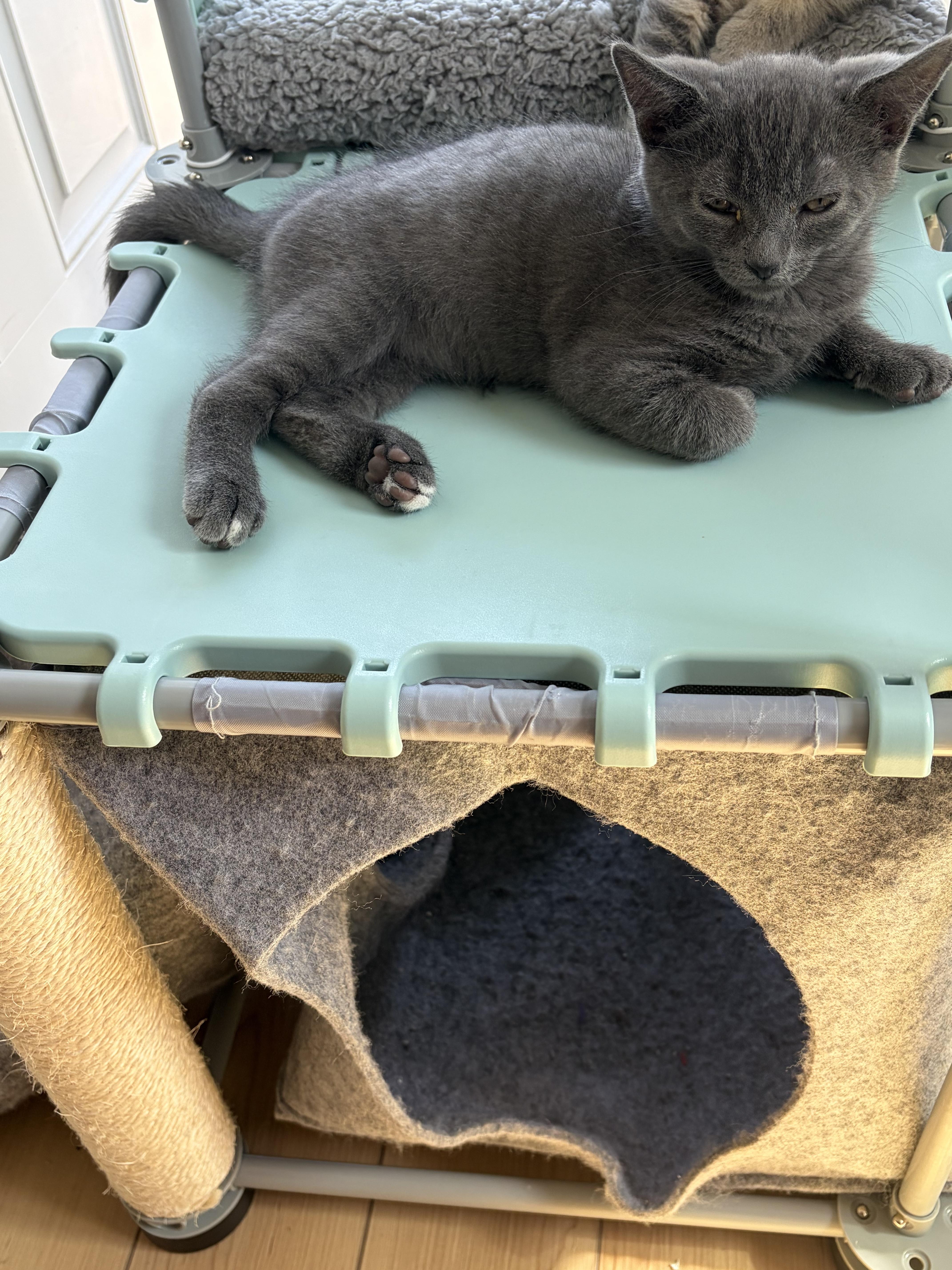 A baby small-sized male American Shorthair cat named John for adoption in Bethel Park, PA