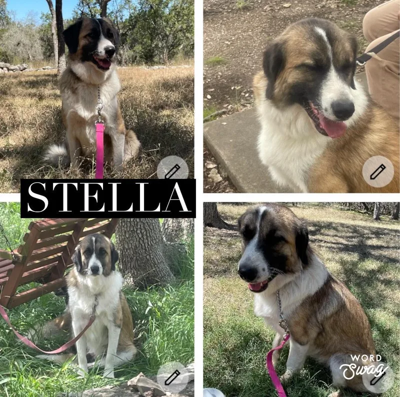 Stella