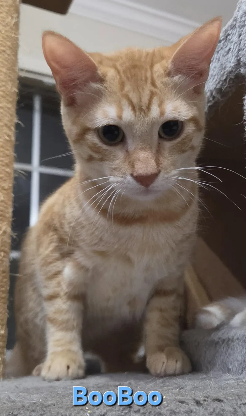 A baby medium-sized male Tabby cat named Boo Boo for adoption in MONTGOMERY, TX