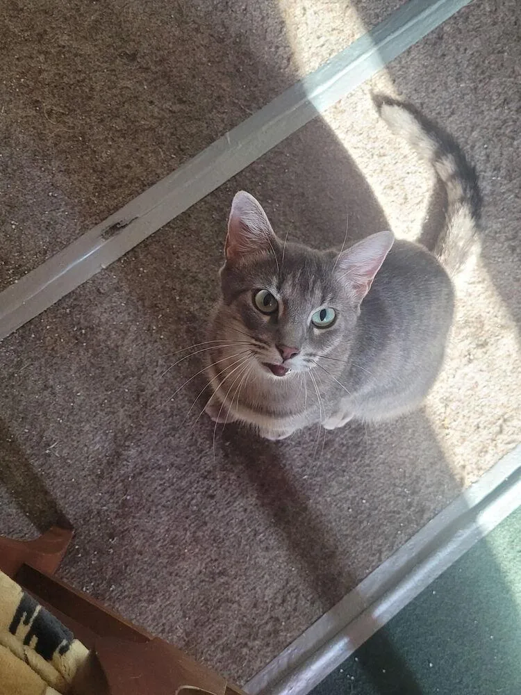 A young medium-sized female Domestic Short Hair cat named Ribbons for adoption in Dallas, TX