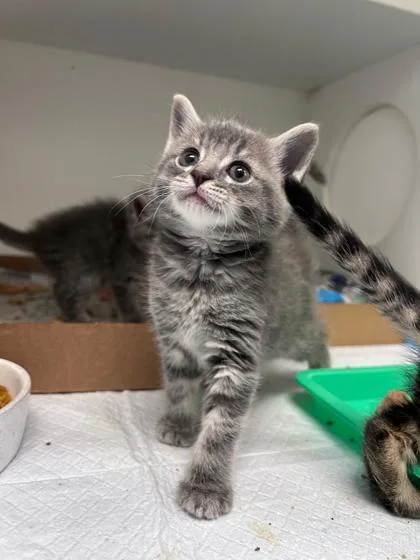 A baby small-sized female Domestic Medium Hair cat named Sterling for adoption in Manteo, NC