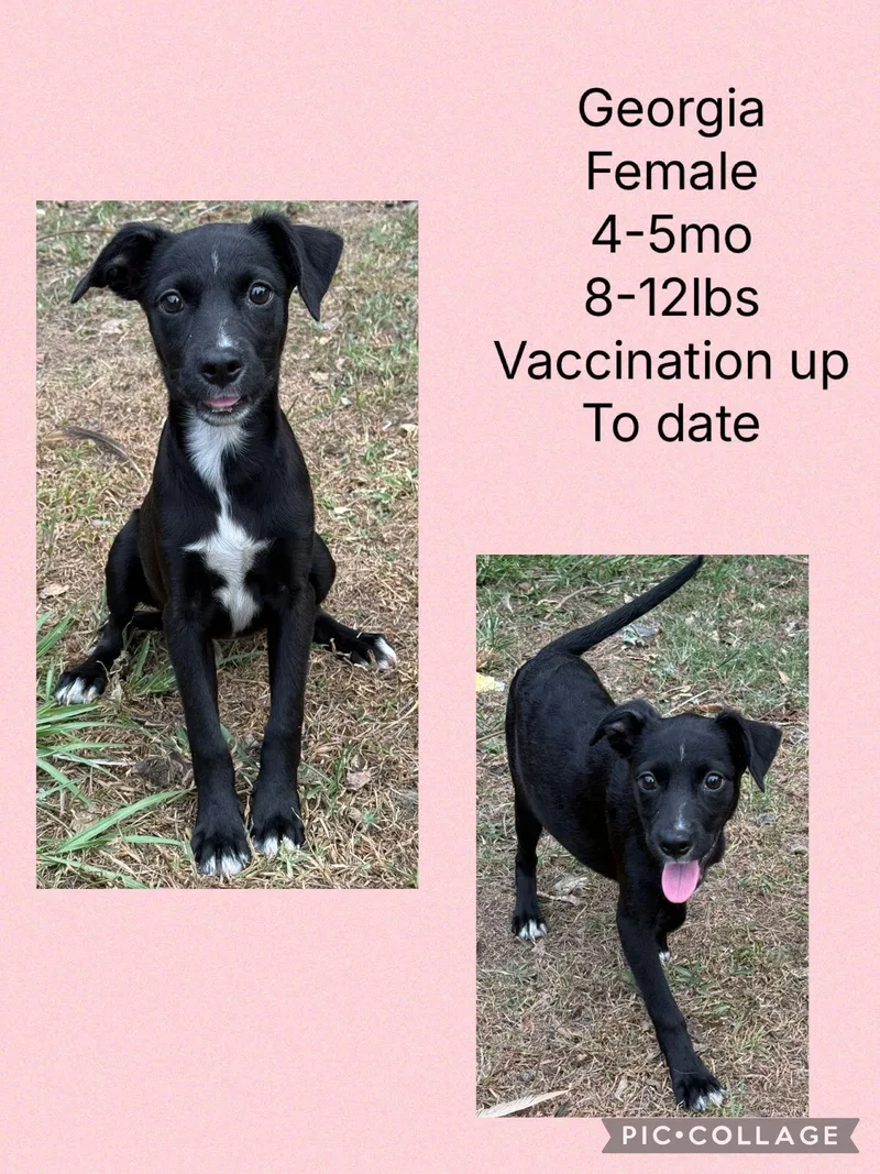 A young small-sized female Whippet dog named Georgia for adoption in Virginia Beach, VA