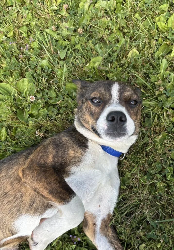 A young medium-sized male Mixed Breed dog named Sprout for adoption in Medford, WI