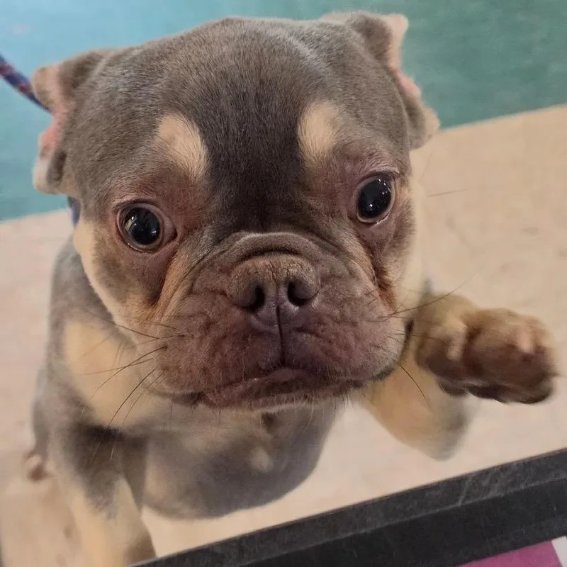 An adult small-sized female French Bulldog dog named Autumn for adoption in Easton, PA