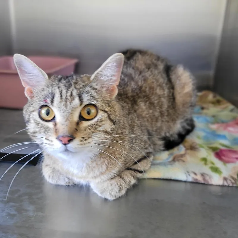 A young medium-sized female Domestic Short Hair cat named Pumpkin for adoption in Grand Rapids, MN