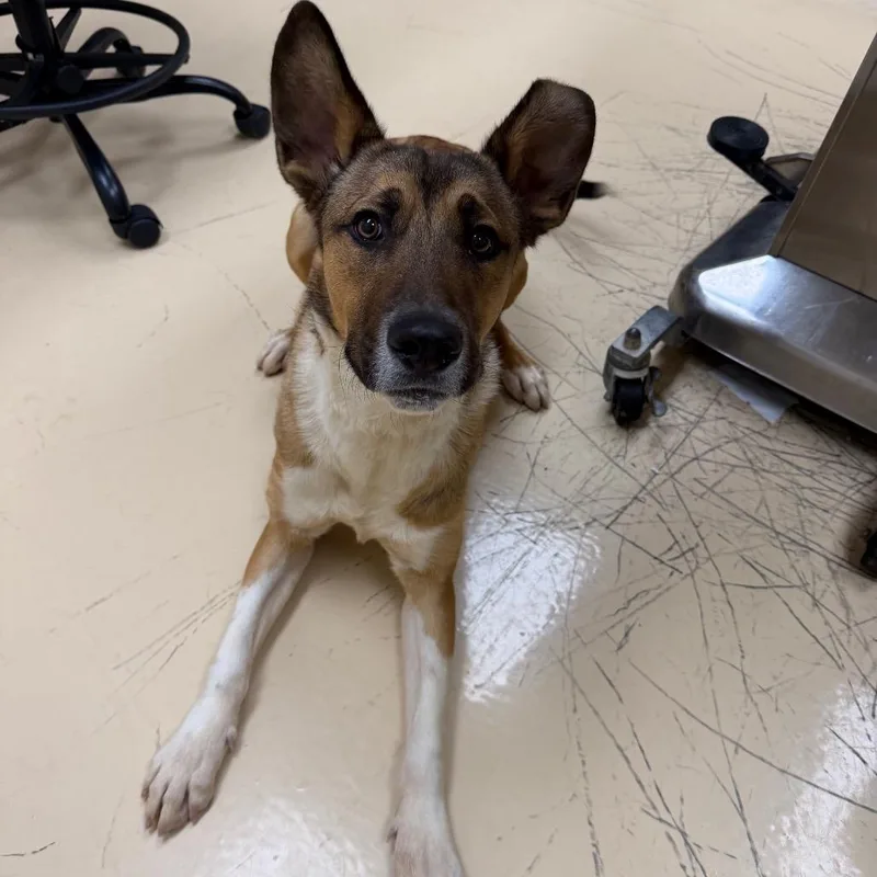 A young medium-sized male Brown / Chocolate Mixed Breed dog named Williams for adoption in Winston-Salem, NC