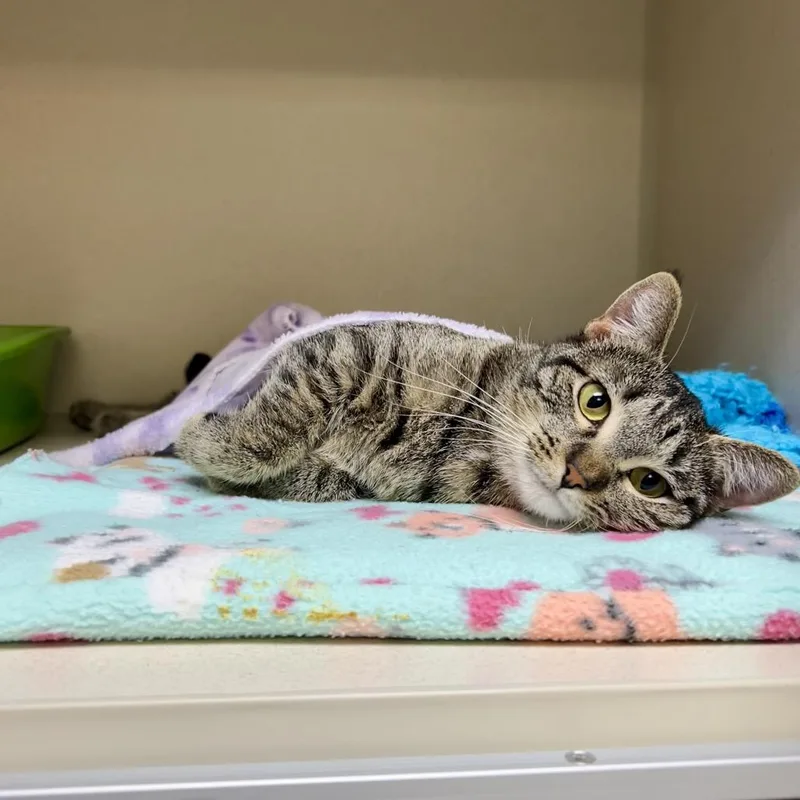 A young medium-sized female Brown / Chocolate Domestic Short Hair cat named Pixel for adoption in Great Falls, MT
