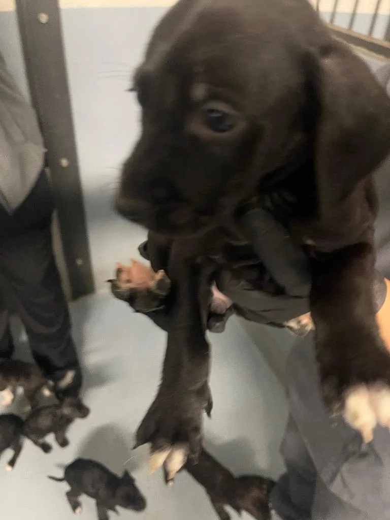 A baby large-sized male Mixed Breed dog named Hugo for adoption in Cartersville , GA