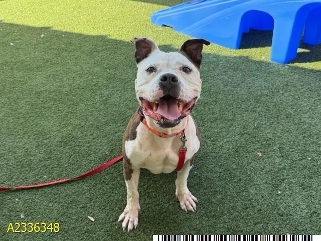 An adult large-sized male Mixed Breed dog named Boss for adoption in West Palm Beach, FL