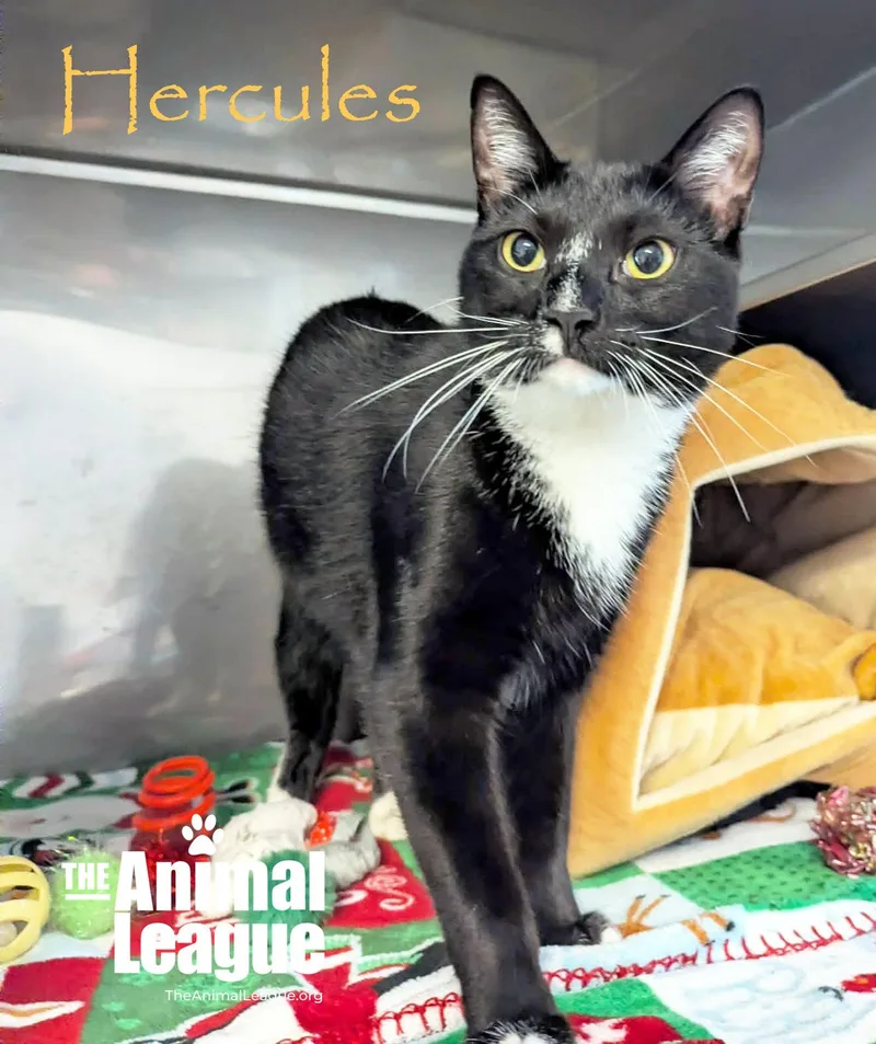 Hercules thumbnail 2