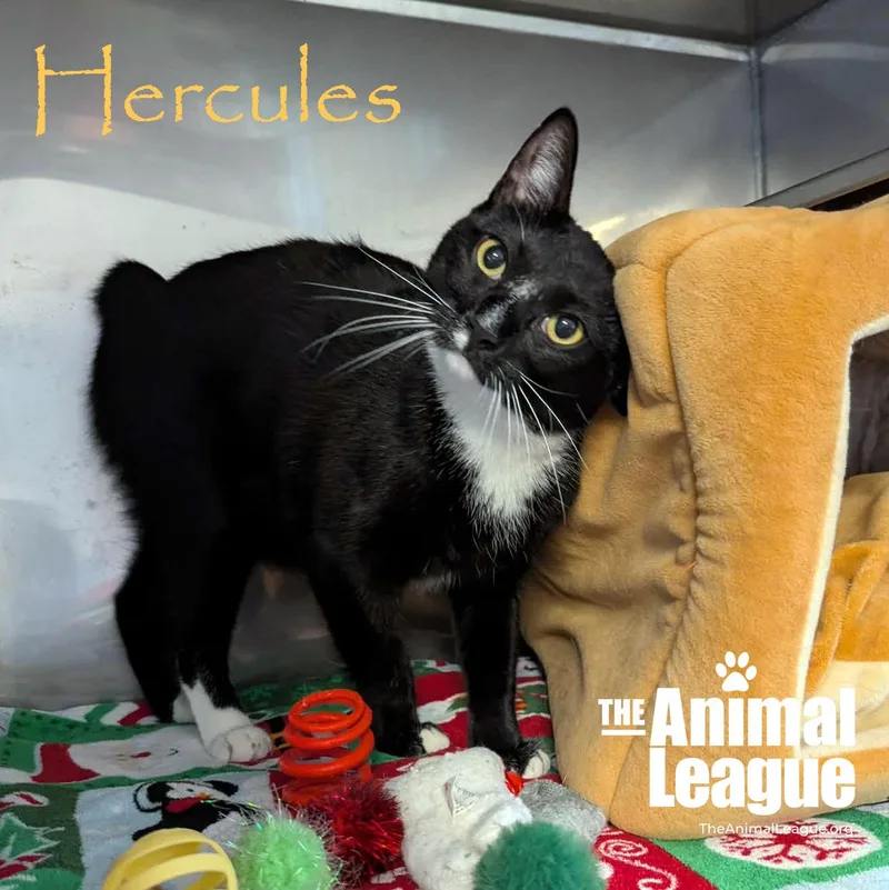 Hercules thumbnail 3