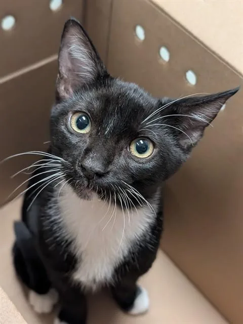 An adult small-sized male Domestic Short Hair cat named Emmett for adoption in Ontario, CA
