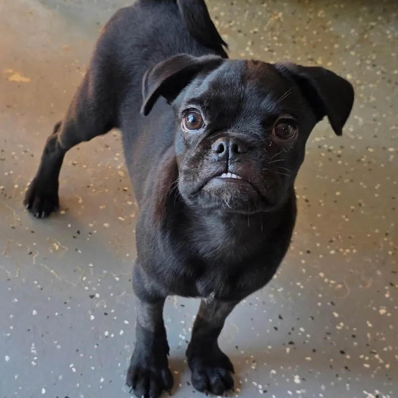 A young small-sized male Pug dog named Dash for adoption in Oxford, ME