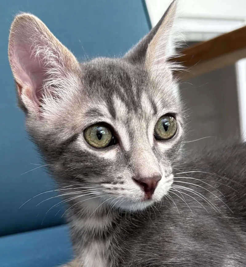 A baby small-sized male Gray / Blue / Silver Domestic Short Hair cat named Asher for adoption in Austin, TX