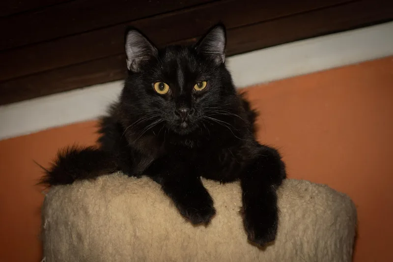 Ferdinand thumbnail 2