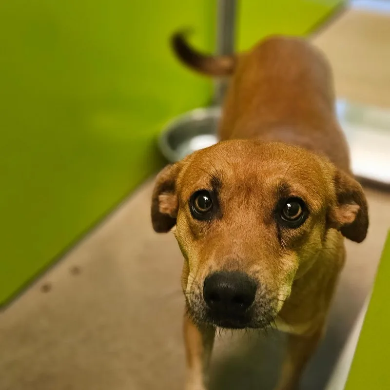 DScrappyDoo
