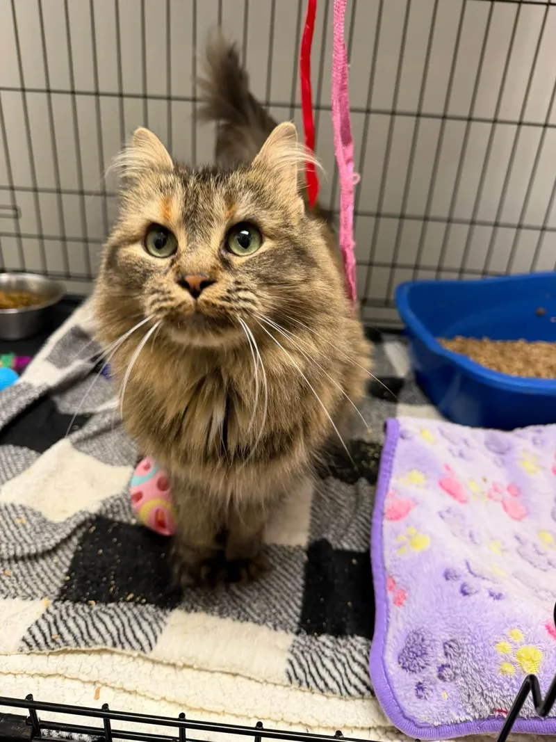 A young medium-sized female Domestic Long Hair cat named Ella for adoption in Cowlesville, NY