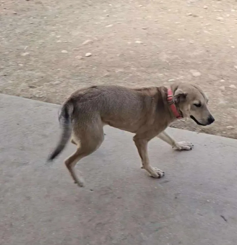 A young medium-sized female Sable Labrador Retriever dog named Chloe for adoption in San Antonio, TX