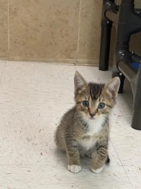 A young medium-sized female Tabby (Buff / Tan / Fawn) Domestic Short Hair cat named Wicked Witch for adoption in Hobbs, NM