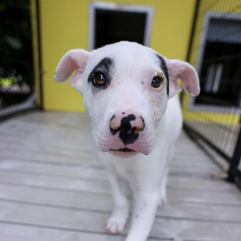 A baby medium-sized male White / Cream Mixed Breed dog named Remy for adoption in Bradenton, FL