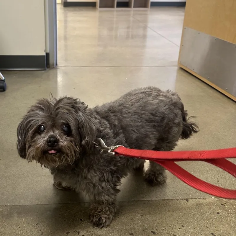 A senior small-sized male Gray / Blue / Silver Shih Tzu dog named Otis for adoption in Aberdeen, NC