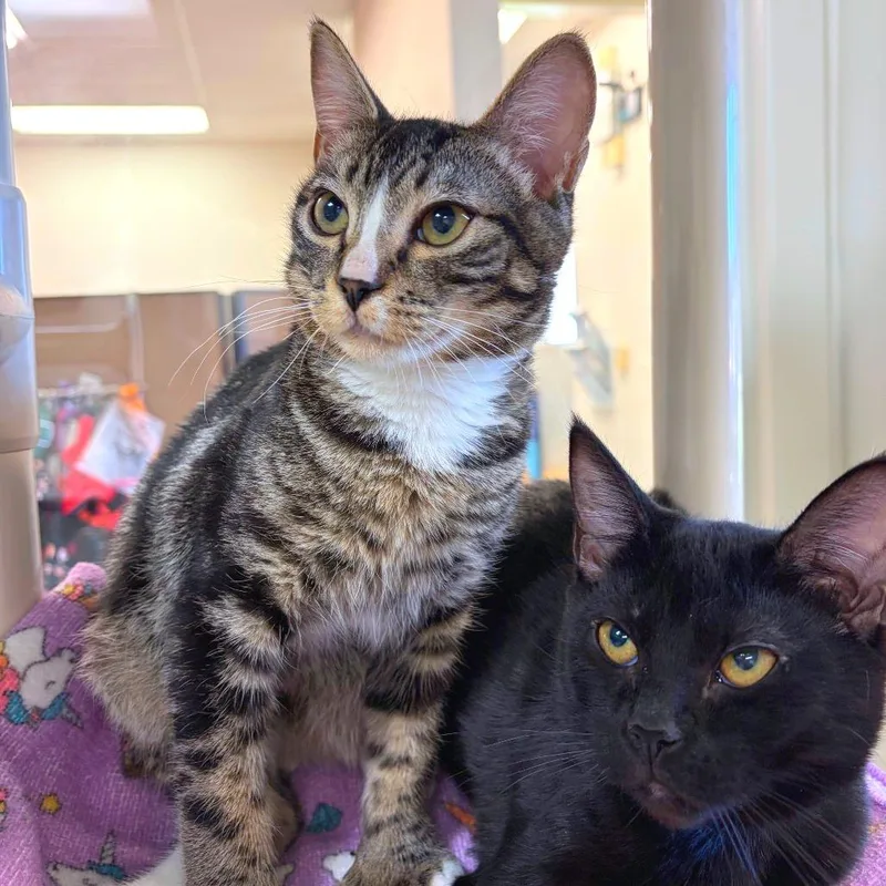 A baby small-sized male Domestic Short Hair cat named Vaporeon for adoption in Woodinville, WA
