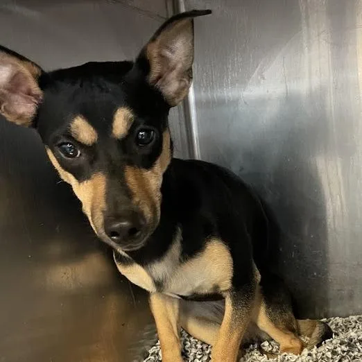 An adult medium-sized female Black Chihuahua dog named Shy for adoption in Port Charlotte, FL