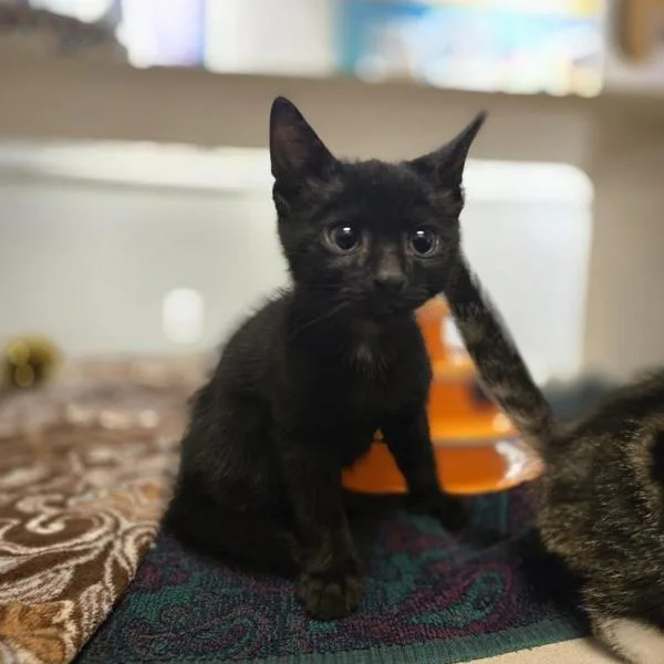 A baby small-sized male Domestic Short Hair cat named Badu for adoption in Dublin, CA